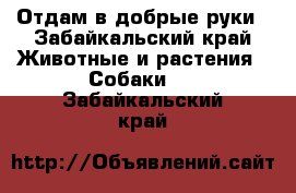 Отдам в добрые руки - Забайкальский край Животные и растения » Собаки   . Забайкальский край